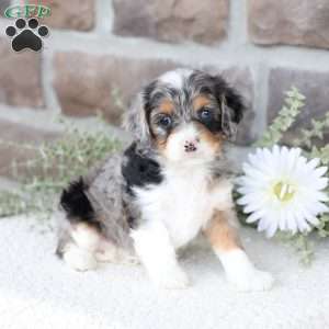Bree, Cavapoo Puppy